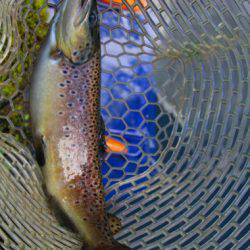 小菅トラウトガーデン 釣果