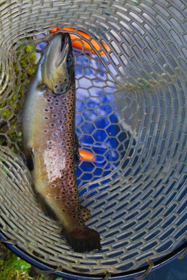 小菅トラウトガーデン 釣果