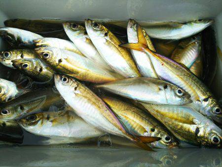 深川 吉野屋 釣果