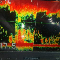 深川 吉野屋 釣果