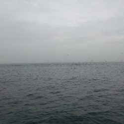 深川 吉野屋 釣果