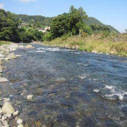 狩野川(狩野川漁業協同組合) 釣果
