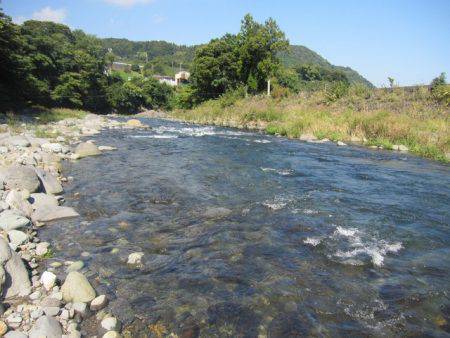 狩野川(狩野川漁業協同組合) 釣果