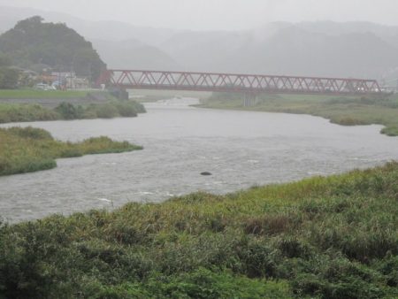 狩野川（狩野川漁業協同組合） 釣果