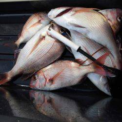 大進丸(新潟) 釣果