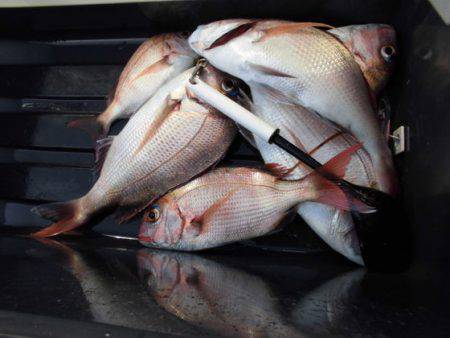 大進丸（新潟） 釣果