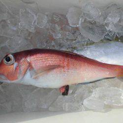 大進丸(新潟) 釣果