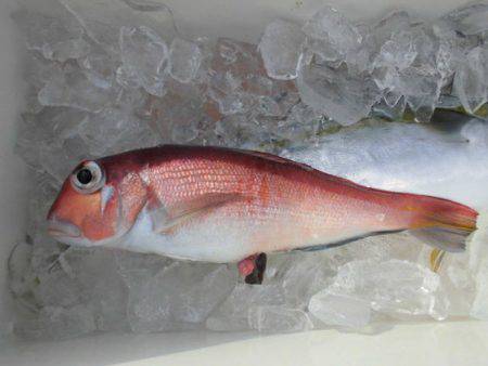 大進丸(新潟) 釣果