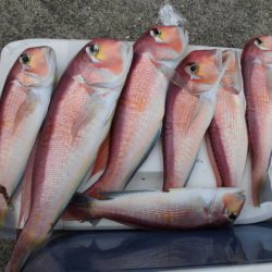 大進丸(新潟) 釣果