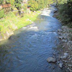 狩野川(狩野川漁業協同組合) 釣果