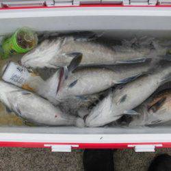 大進丸（新潟） 釣果