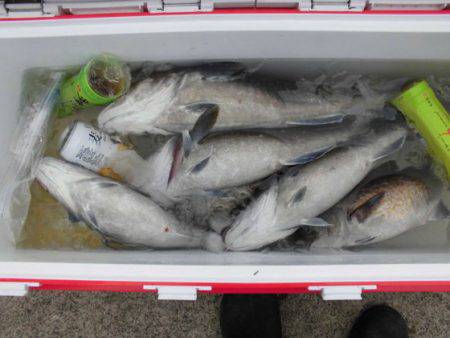 大進丸（新潟） 釣果