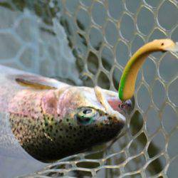 小菅トラウトガーデン 釣果