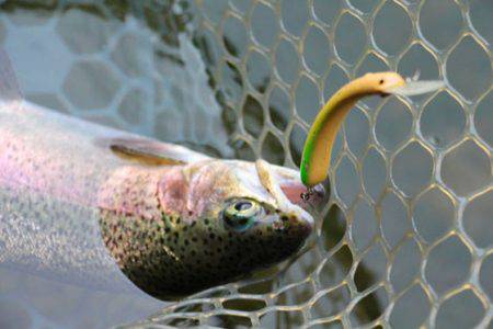 小菅トラウトガーデン 釣果