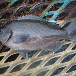 オリジナルメーカー海づり公園(市原市海づり施設) 釣果