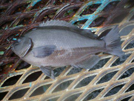 オリジナルメーカー海づり公園(市原市海づり…