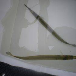 オリジナルメーカー海づり公園(市原市海づり施設) 釣果