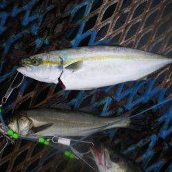 オリジナルメーカー海づり公園(市原市海づり施設) 釣果