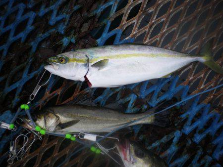 オリジナルメーカー海づり公園(市原市海づり施設) 釣果