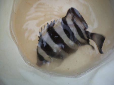 オリジナルメーカー海づり公園(市原市海づり施設) 釣果