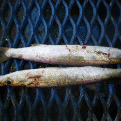 オリジナルメーカー海づり公園(市原市海づり施設) 釣果