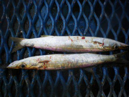 オリジナルメーカー海づり公園(市原市海づり施設) 釣果