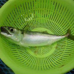 オリジナルメーカー海づり公園(市原市海づり施設) 釣果