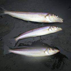 オリジナルメーカー海づり公園(市原市海づり施設) 釣果