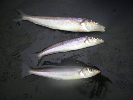 オリジナルメーカー海づり公園(市原市海づり施設) 釣果