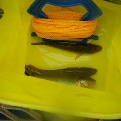 オリジナルメーカー海づり公園(市原市海づり施設) 釣果