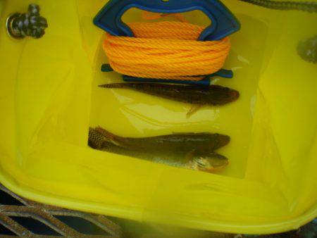 オリジナルメーカー海づり公園(市原市海づり施設) 釣果