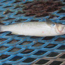 オリジナルメーカー海づり公園(市原市海づり施設) 釣果