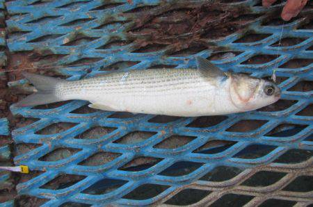 オリジナルメーカー海づり公園(市原市海づり施設) 釣果