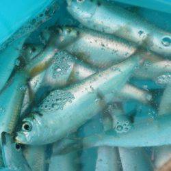 オリジナルメーカー海づり公園(市原市海づり施設) 釣果