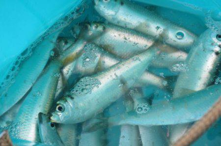 オリジナルメーカー海づり公園(市原市海づり施設) 釣果