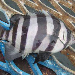 オリジナルメーカー海づり公園(市原市海づり施設) 釣果