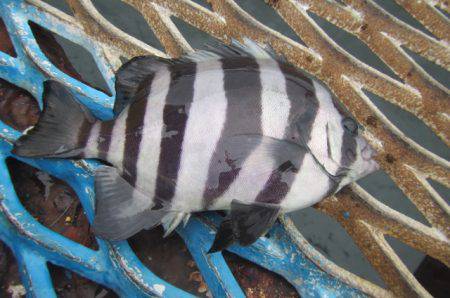 オリジナルメーカー海づり公園(市原市海づり施設) 釣果