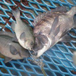 オリジナルメーカー海づり公園(市原市海づり施設) 釣果