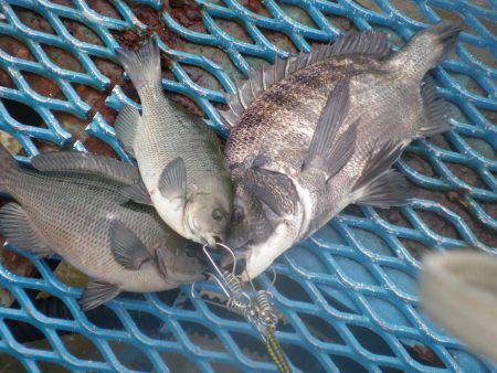 オリジナルメーカー海づり公園(市原市海づり…