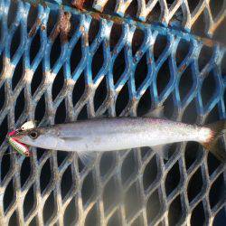 オリジナルメーカー海づり公園(市原市海づり施設) 釣果