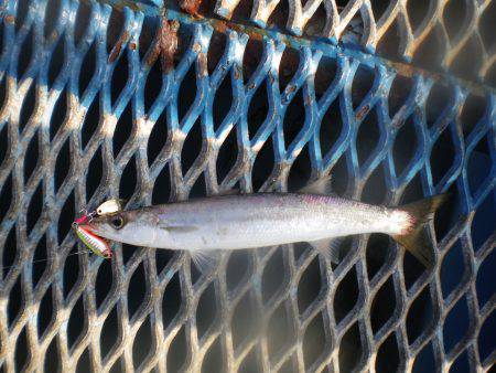 オリジナルメーカー海づり公園(市原市海づり施設) 釣果