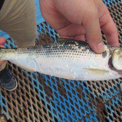 オリジナルメーカー海づり公園(市原市海づり施設) 釣果