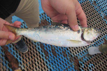 オリジナルメーカー海づり公園(市原市海づり施設) 釣果