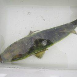 オリジナルメーカー海づり公園(市原市海づり施設) 釣果