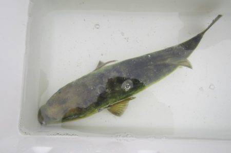 オリジナルメーカー海づり公園(市原市海づり施設) 釣果