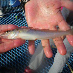 オリジナルメーカー海づり公園(市原市海づり施設) 釣果