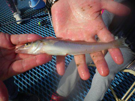 オリジナルメーカー海づり公園(市原市海づり施設) 釣果