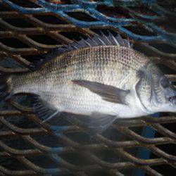 オリジナルメーカー海づり公園(市原市海づり施設) 釣果