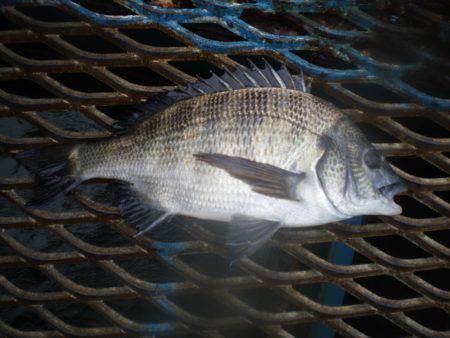オリジナルメーカー海づり公園(市原市海づり施設) 釣果