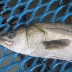 オリジナルメーカー海づり公園(市原市海づり施設) 釣果